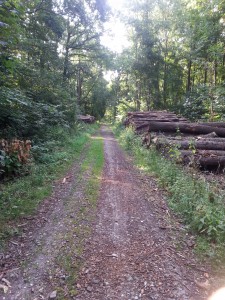 The daily cycle to walk through the forest surrounding forschungszentrum.