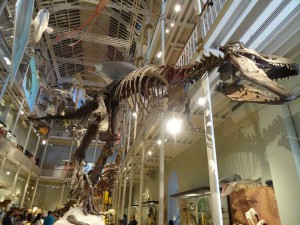 It was surprisingly hard to take a decent photo of the T-Rex skeleton. There was always something obstructing the view...